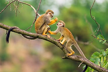 monkeys in the Amazon