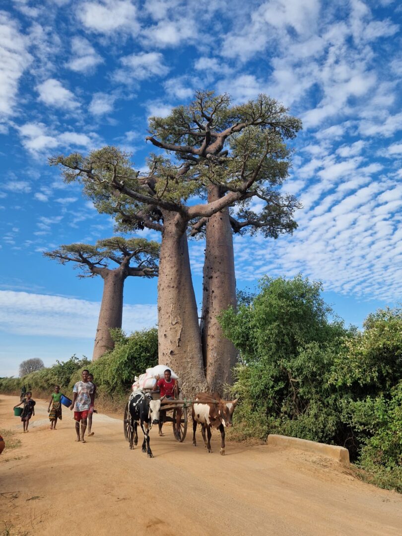 baobab trees in madagascar