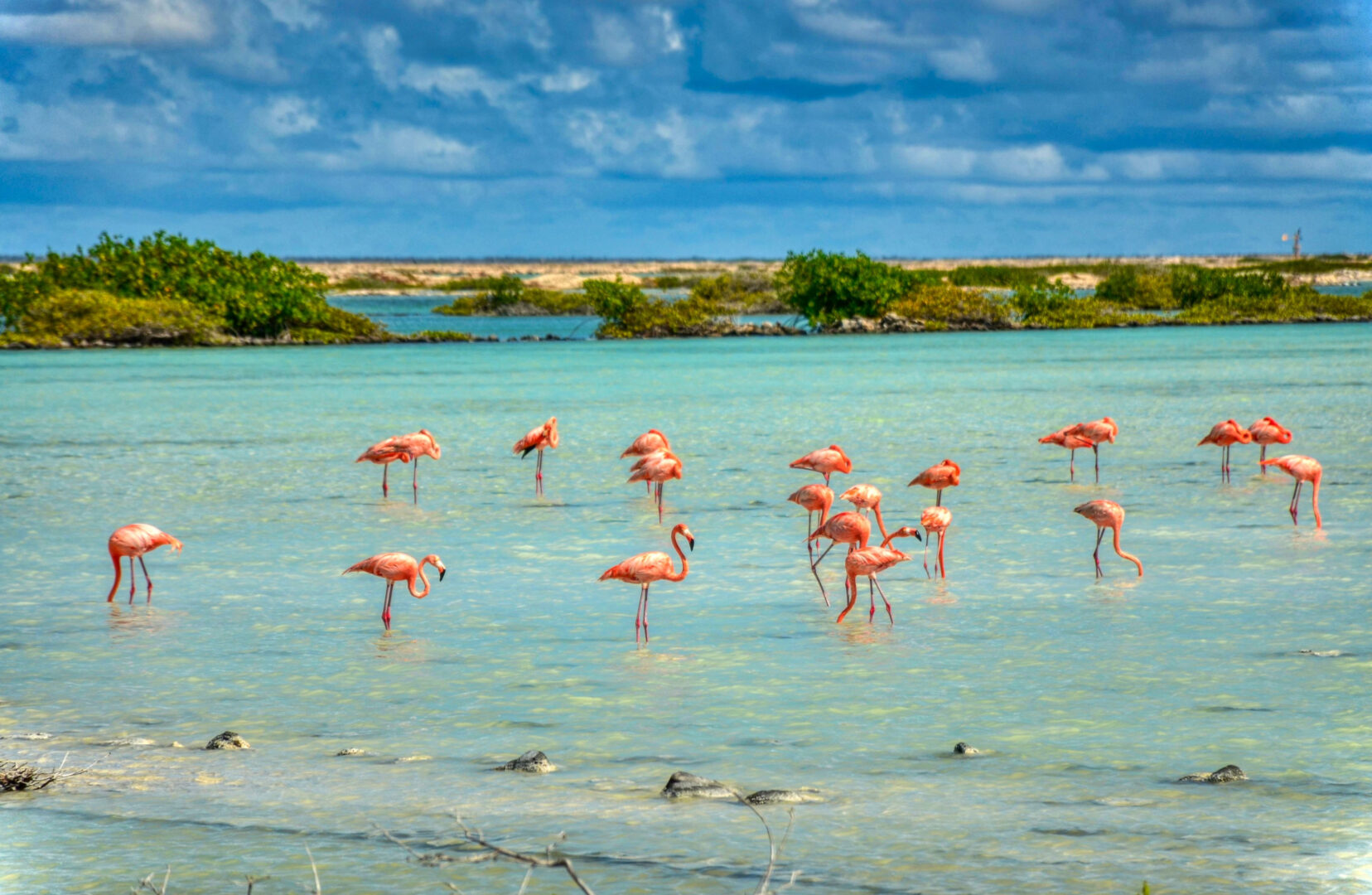 flamingoes on the Caribbean island of bonaire