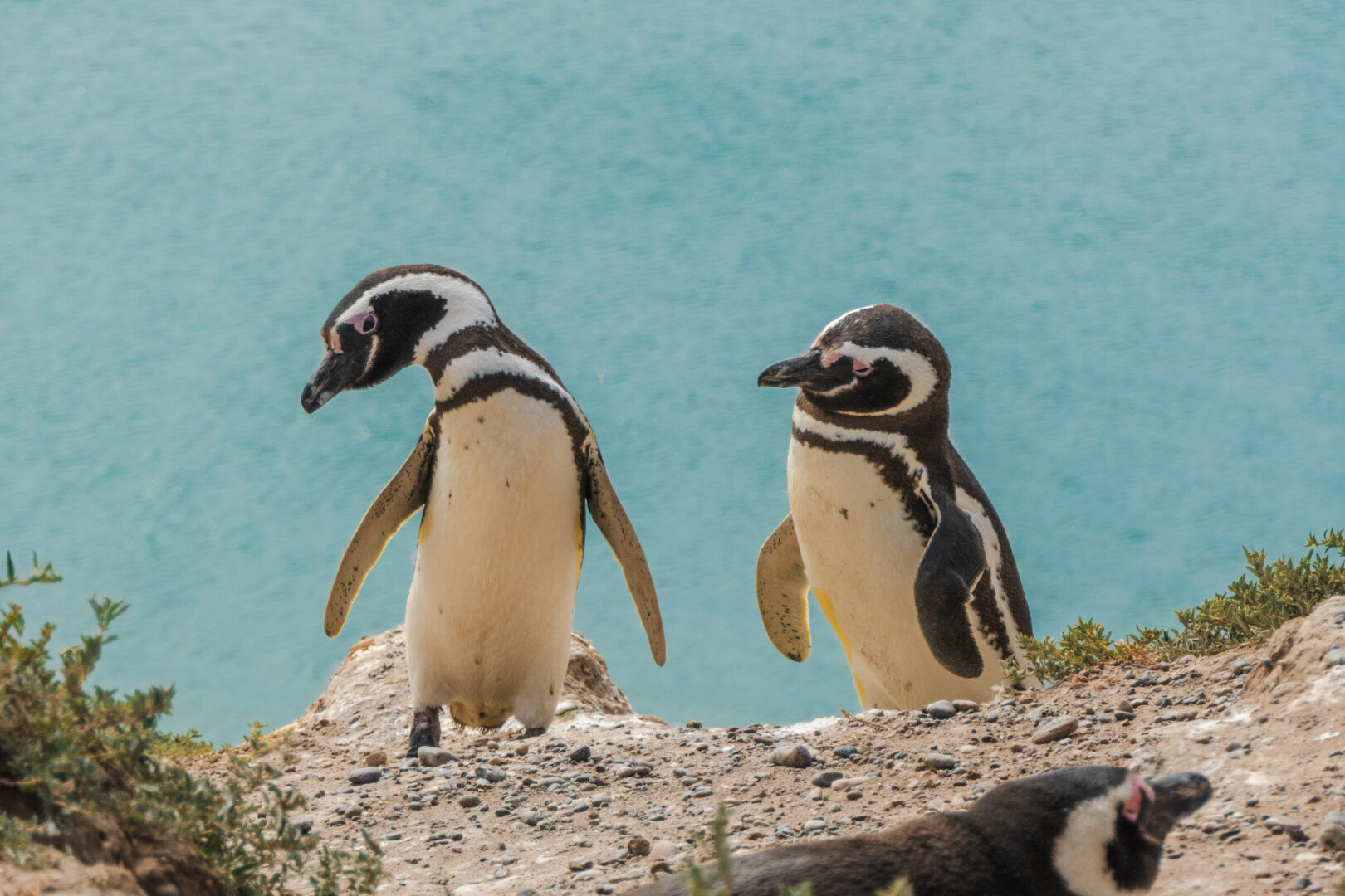 Penguins of Peninsula Valdes near Puerto Madryn, Patagonia, Argentina