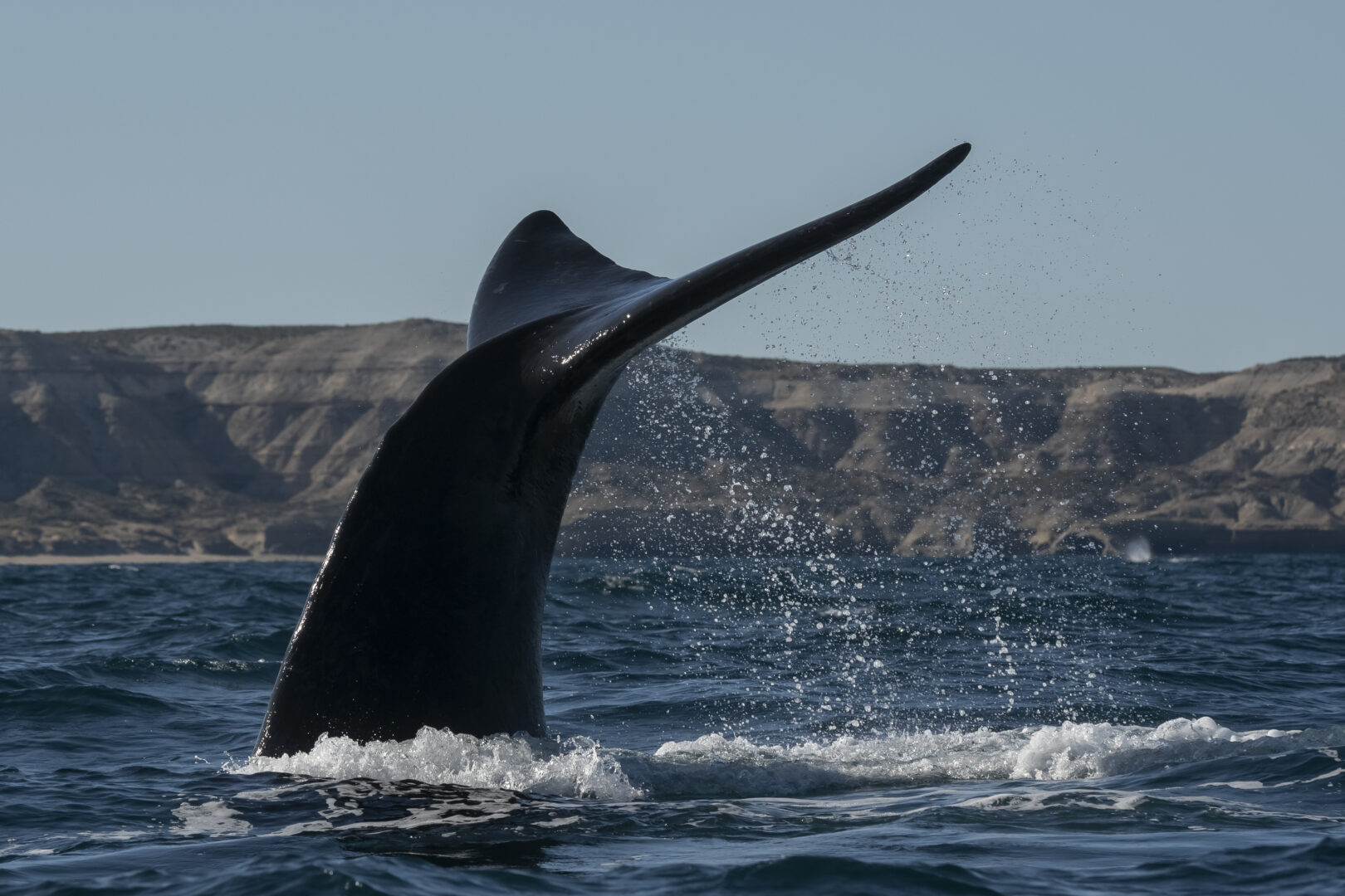 Peninsula Valdes Orca