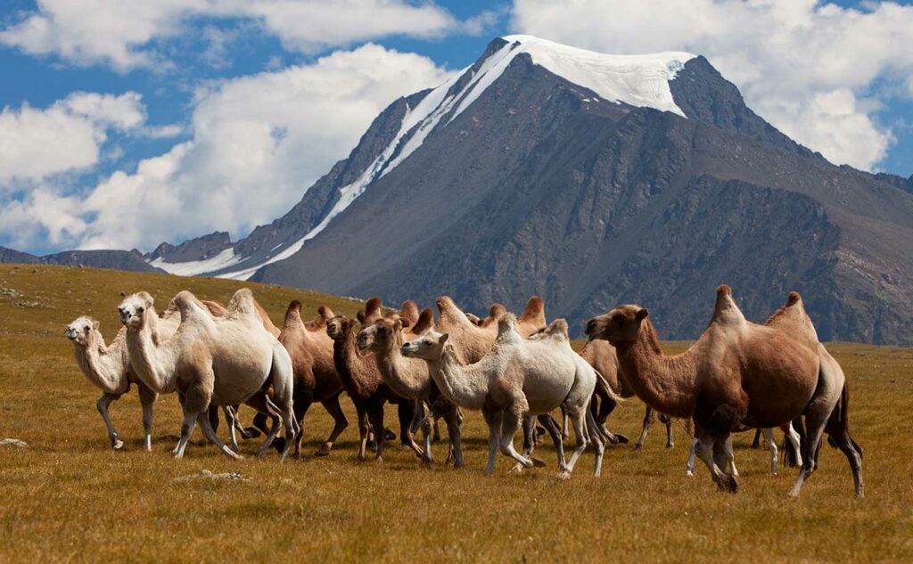 Luxury Mongolia Travel Guide