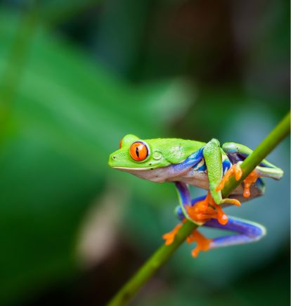 Frog, Costa Rica