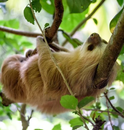 Sloth, Costa Rica