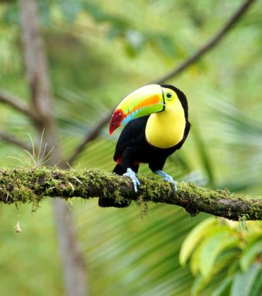 Toucan, Costa Rica