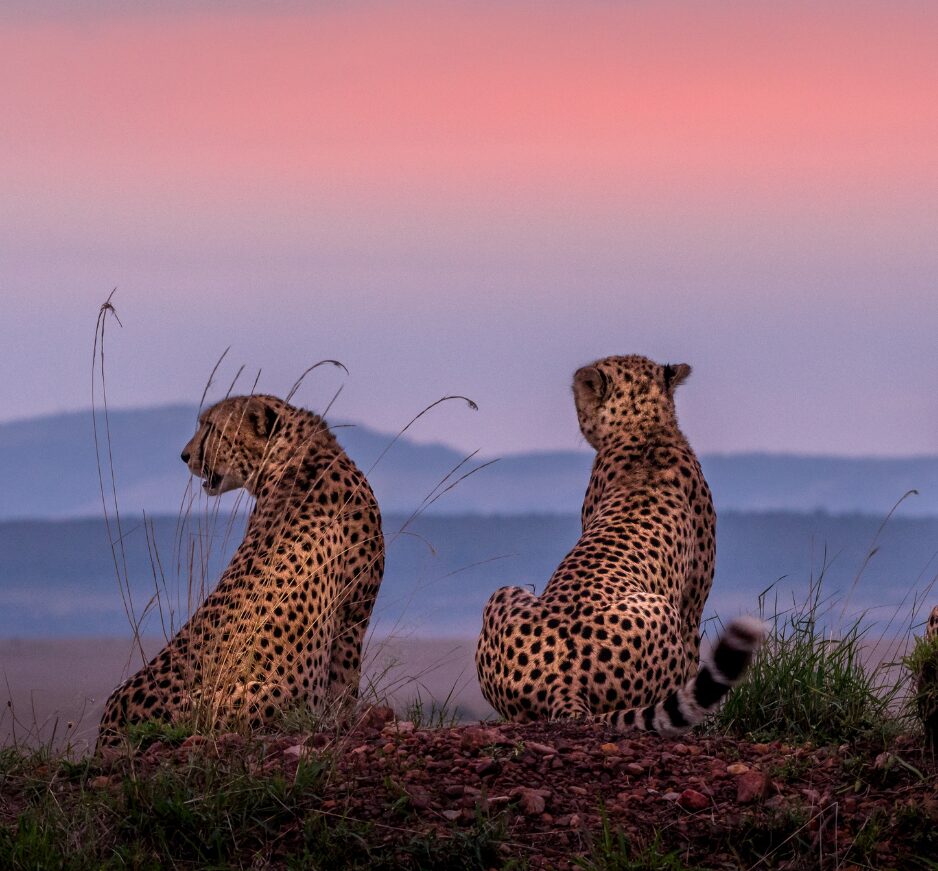 Maasai Mara, Kenya