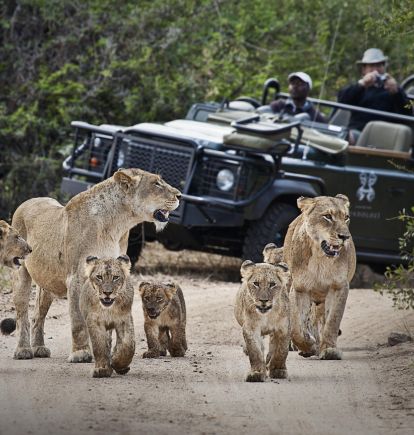 Londolozi Lion Pride, Sabi Sands, South Africa