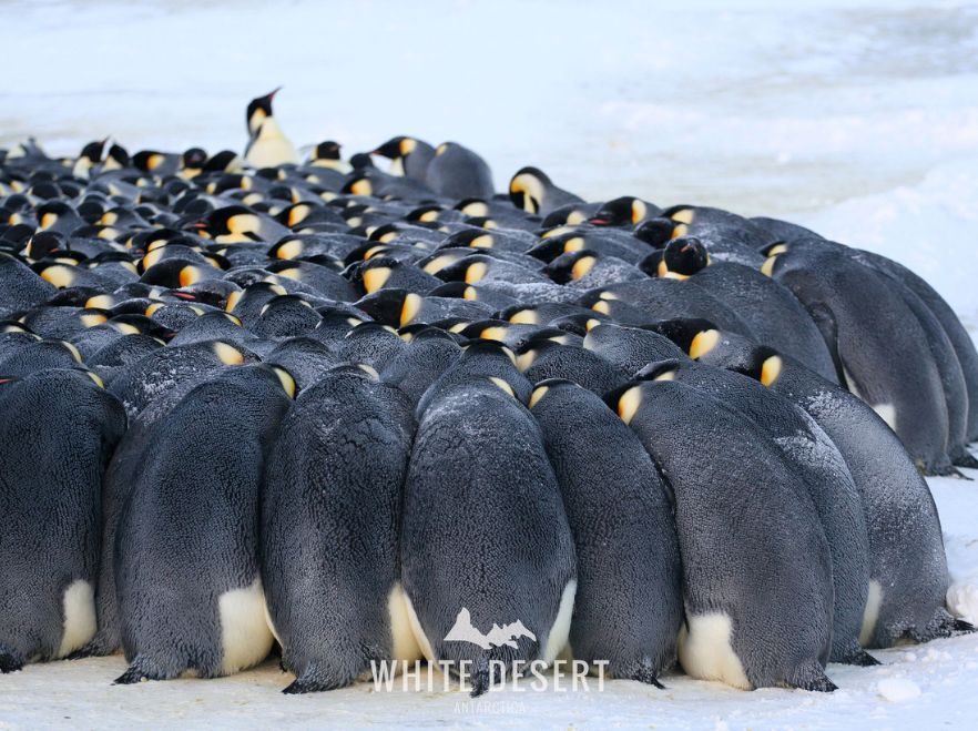 Emperor penguins in Antarctica