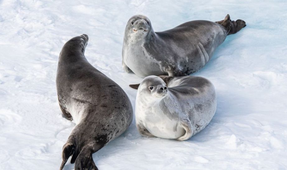 Seals in Antarctica