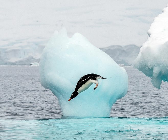 Gentoo penguin, Antarctica