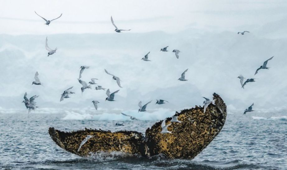Whale watching in Antarctica, luxury travel