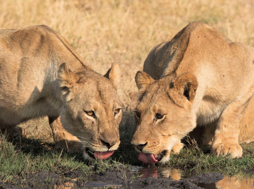 Somalisa, Hwange National Park, Zimbabwe