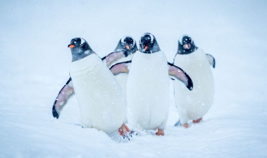 Gentoo penguins in Antarctica