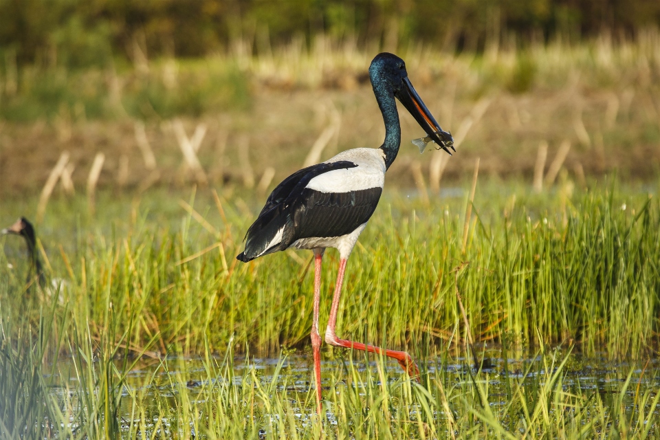 Bamurru Plains, Kakadu National Park, Northern Territory, Australia