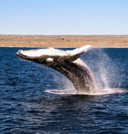 Whale, Ningaloo, Australia