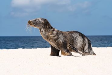 mosquera island, Galapagos, Ecuador