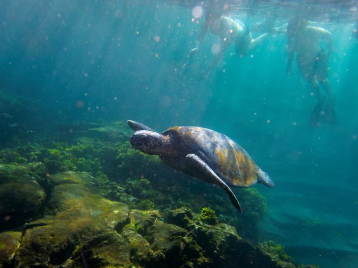 tortoise swimming, galapagos islands, ecuador