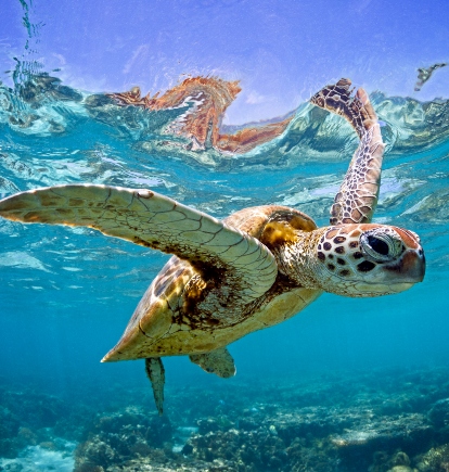 Turtle, Australia