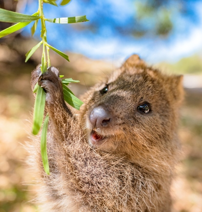 Quokka, Rottnest Island, Western Australia