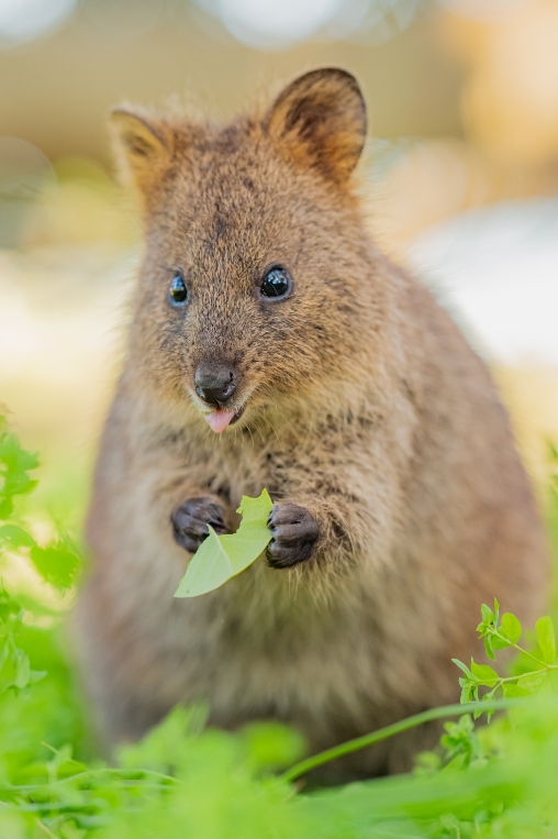 Rottnest Island, Australia