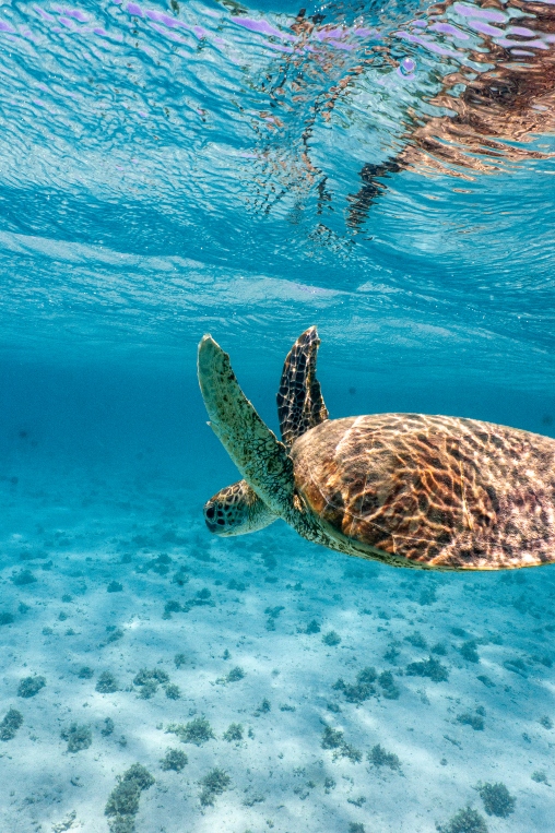 Turtle Australia