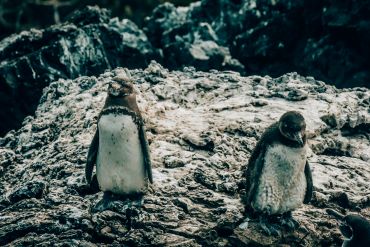 penguins, isabela island, Galapagos, Ecuador