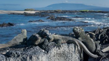iguanas, fernandina Island, Galapagos, Ecuador