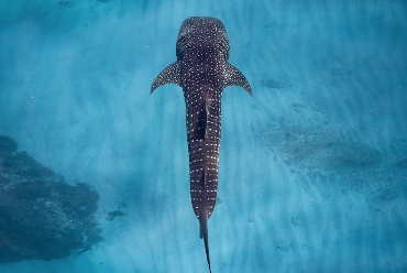 Ningaloo Reef, Sal Salis, Australia