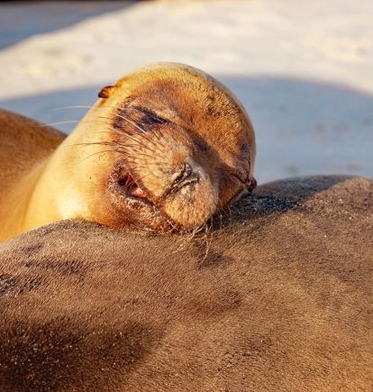 San Cristobal Island, The Galapagos