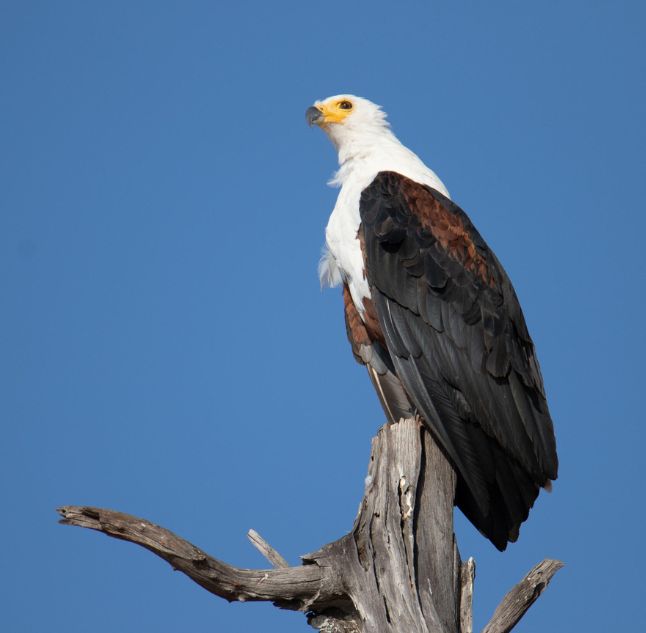 Bumi Hills, Lake Kariba, Zimbabwe