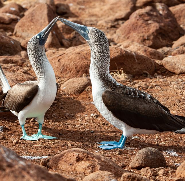 Blue footed Boobies in the Galapagos