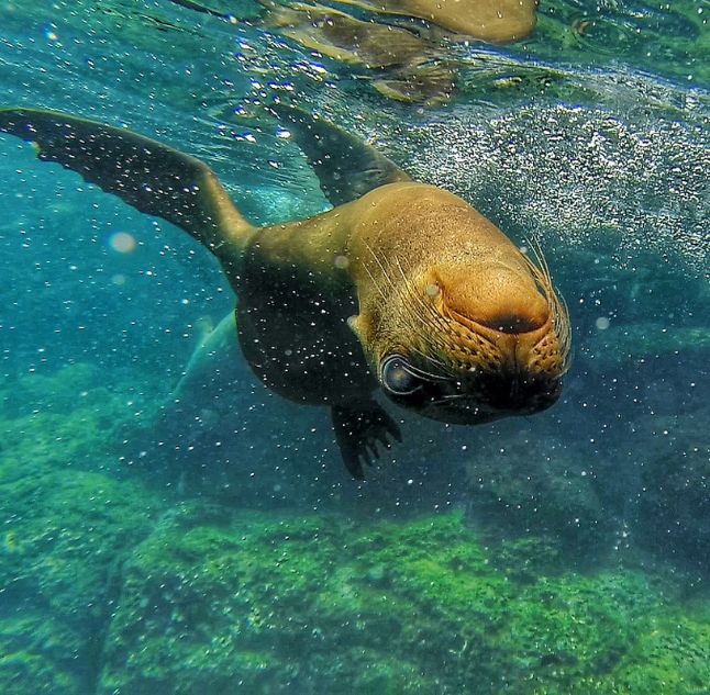 Snorkelling with Sealions in The Galapagos