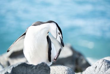 Chinstrap penguin, Antarctica