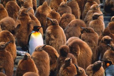 King penguins on South Georgia