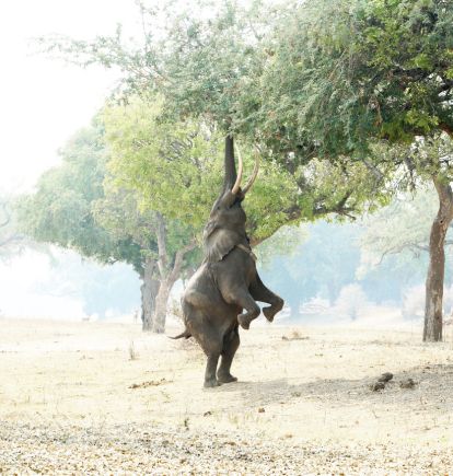 Zambezi Expeditions, Mana Pools, Zimbabwe