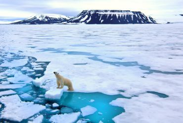 Polar Bear in Svalbard