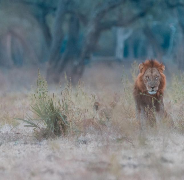 Zambezi Expeditions, Mana Pools, Zimbabwe