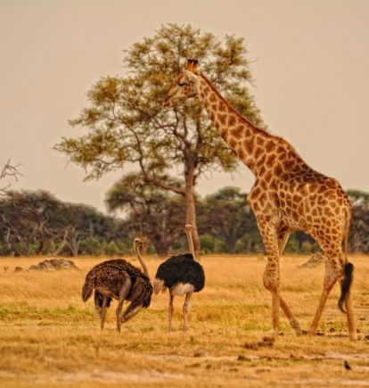 Somalisa, Hwange National Park, Zimbabwe