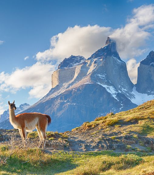 lama in the mountains in Patagonia