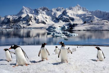 Gentoo penguins, Antarctica
