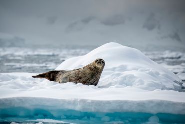 Weddell Sea, Antarctica