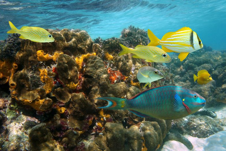 Snorkel Jamaica