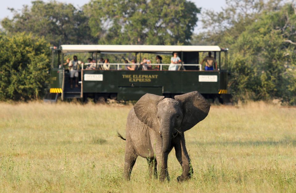 Camelthorn, Hwange National Park, Zimbabwe