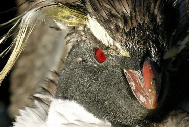 Rockhopper penguin, The Falklands