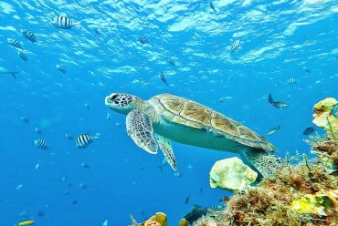 The Caribbean