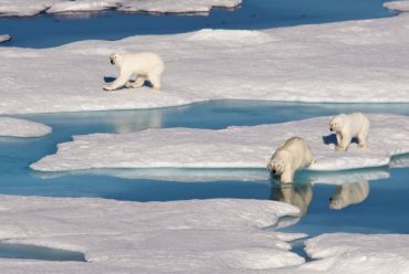 Polar bears in the Northwest Passage