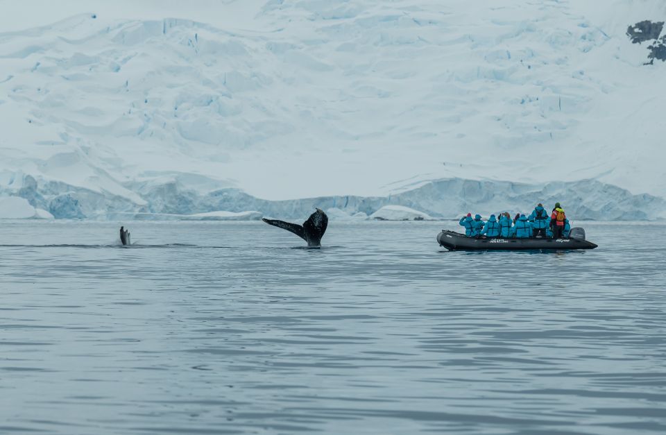 Whales and Zodiacs, Antarctica