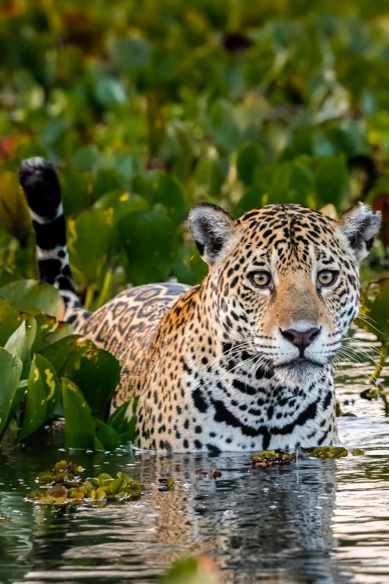 Jaguar in the Brazilian Pantanal