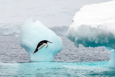 Gentoo penguin, Antarctica