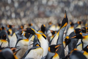 King penguins on South Georgia